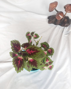 Salmon Pink (Solenostemon Scutellarioides) House Plant