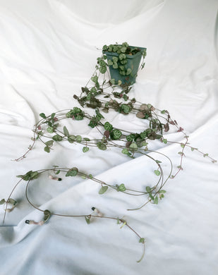 Chain of Hearts | 2