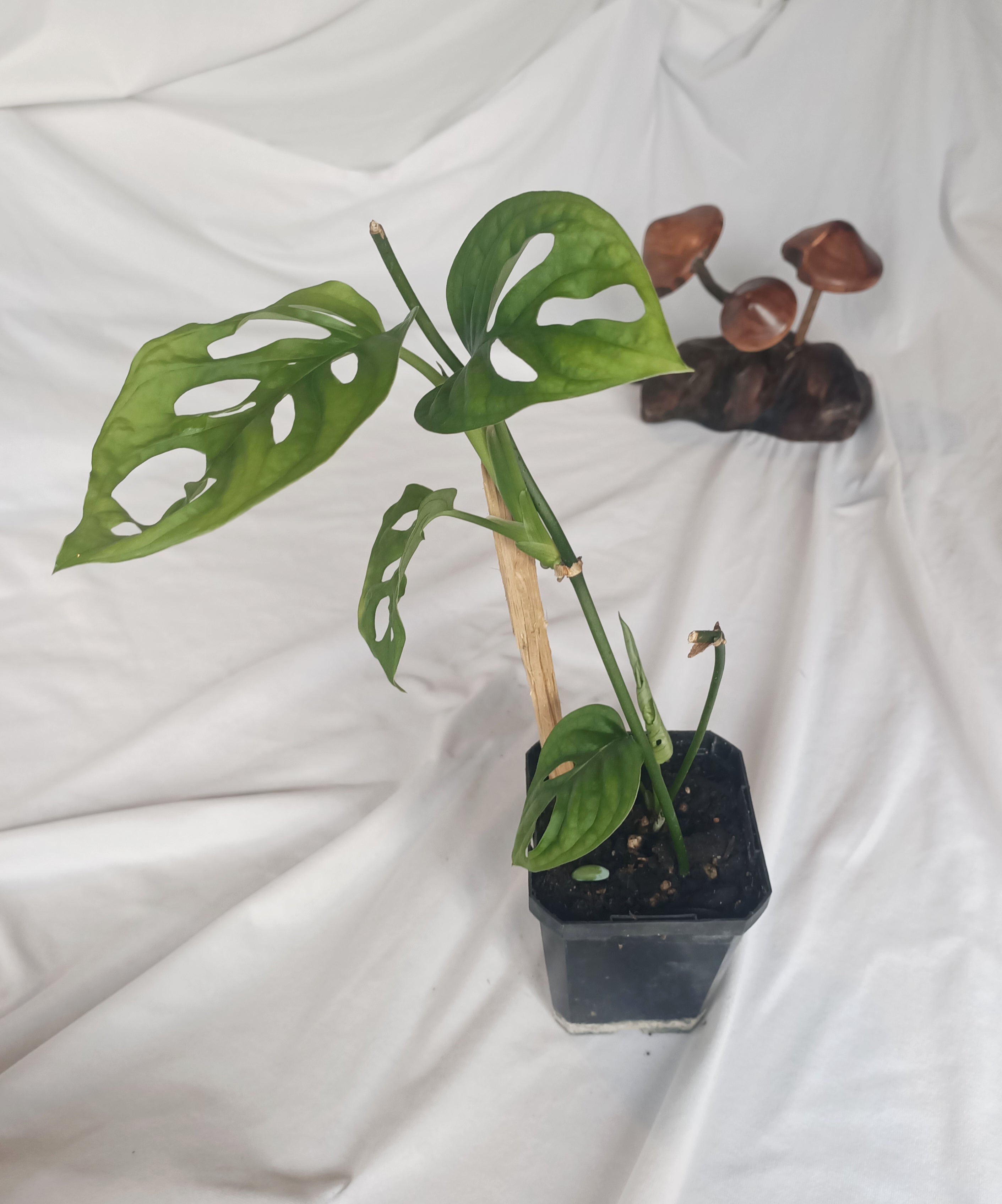 Monstera Monkey Mask 1 – A.R.K Therapies