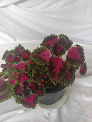 Salmon Pink | 2 (Solenostemon Scutellarioides) House Plant