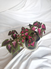 Load image into Gallery viewer, Salmon Pink | 2 (Solenostemon Scutellarioides) House Plant