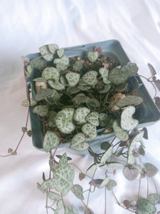 Chain of Hearts | 2