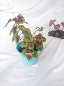 Salmon Pink (Solenostemon Scutellarioides) House Plant