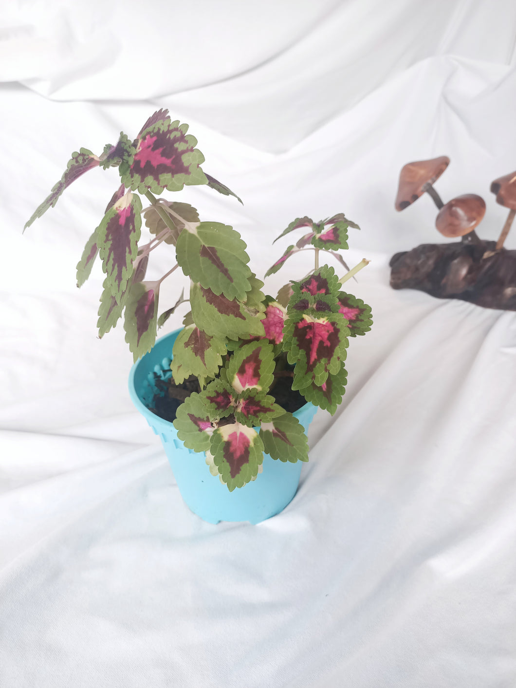 Salmon Pink (Solenostemon Scutellarioides) House Plant
